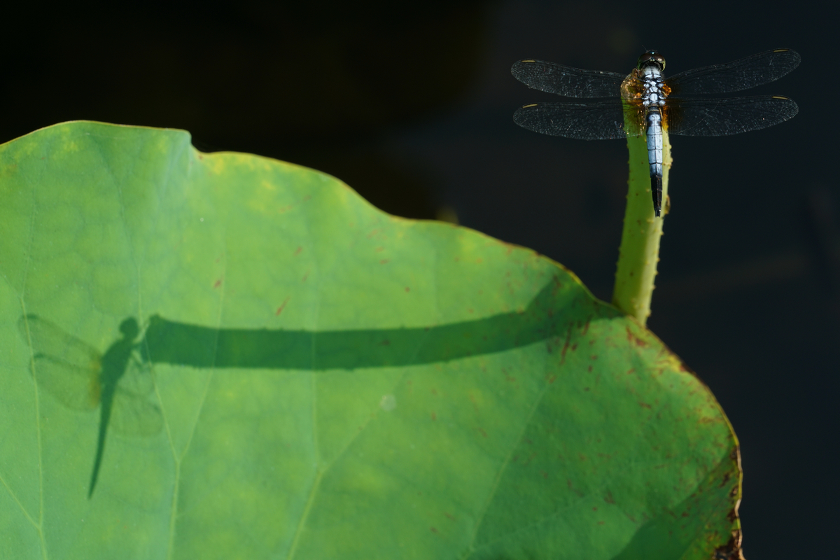 DSC00918-8-12-aaa.jpg