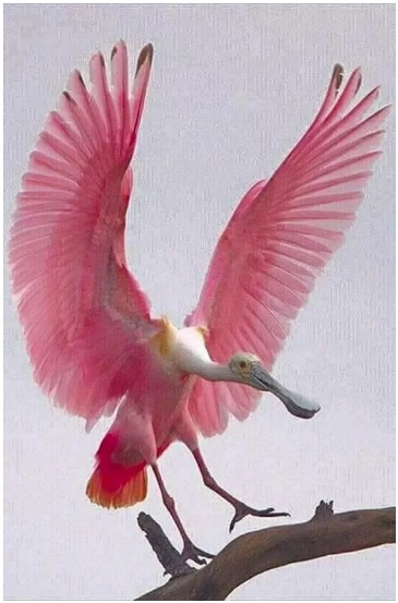 這是什麼鳥，太罕見了吧.jpg