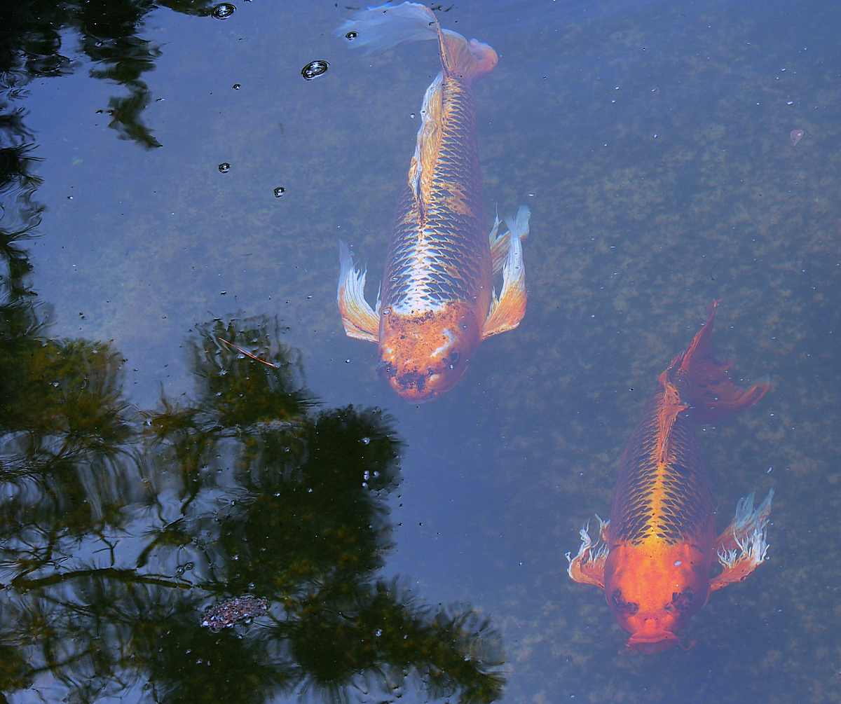 P5230131-8-12-.jpg