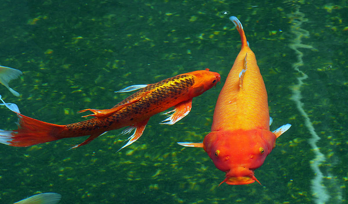 P5230092-8-12-.jpg