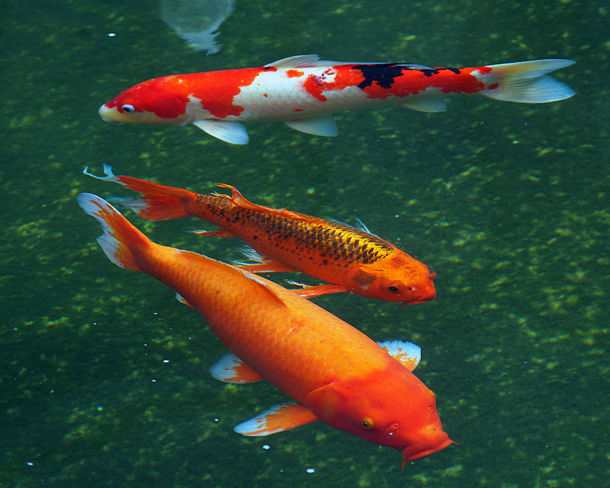 P5230109-8-10-.jpg