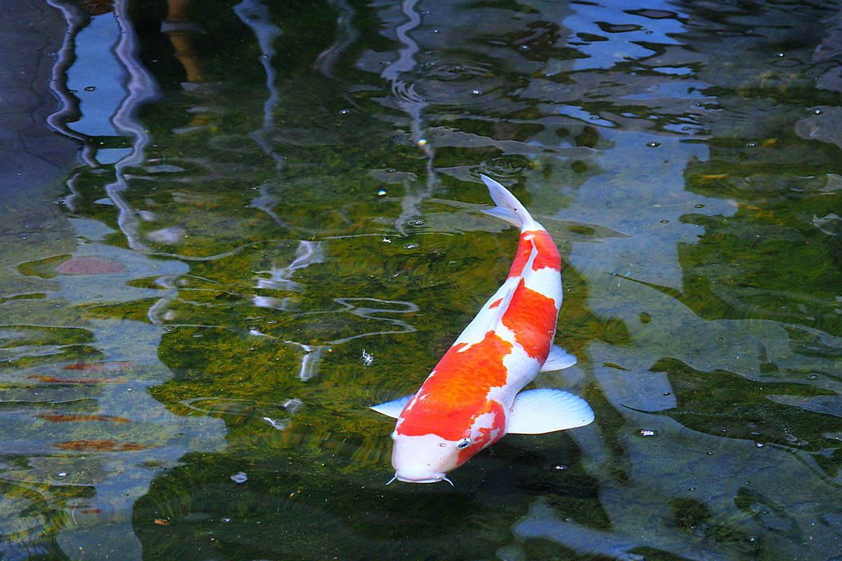 P5310079-8-10-.jpg