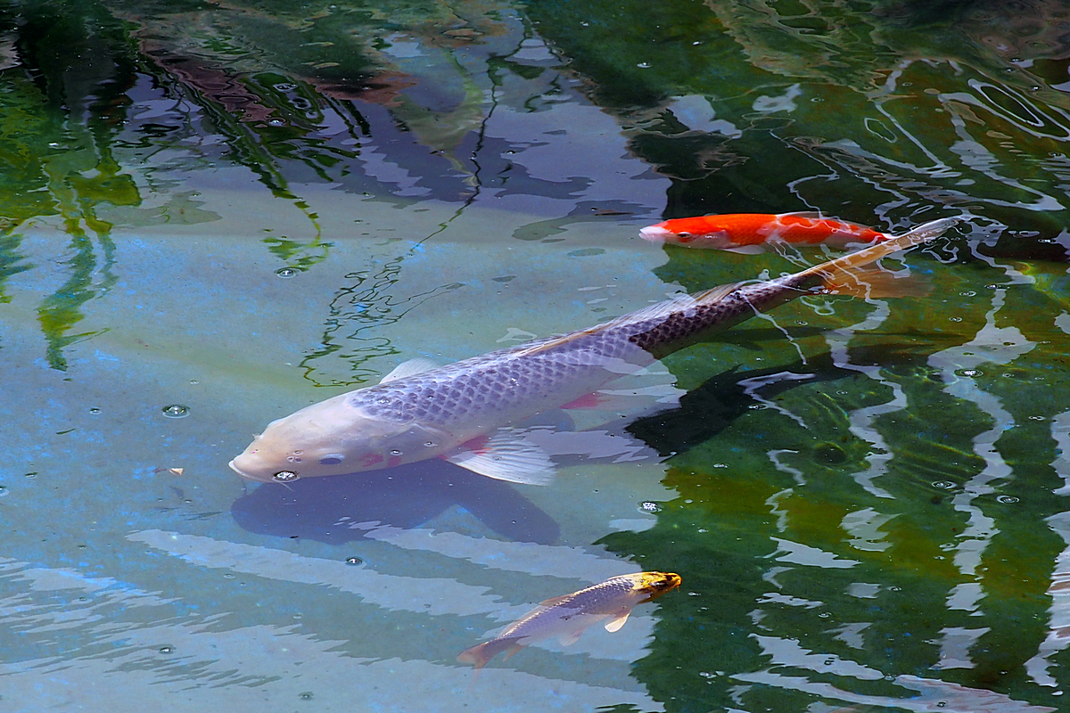 P5010476-8-12-.jpg