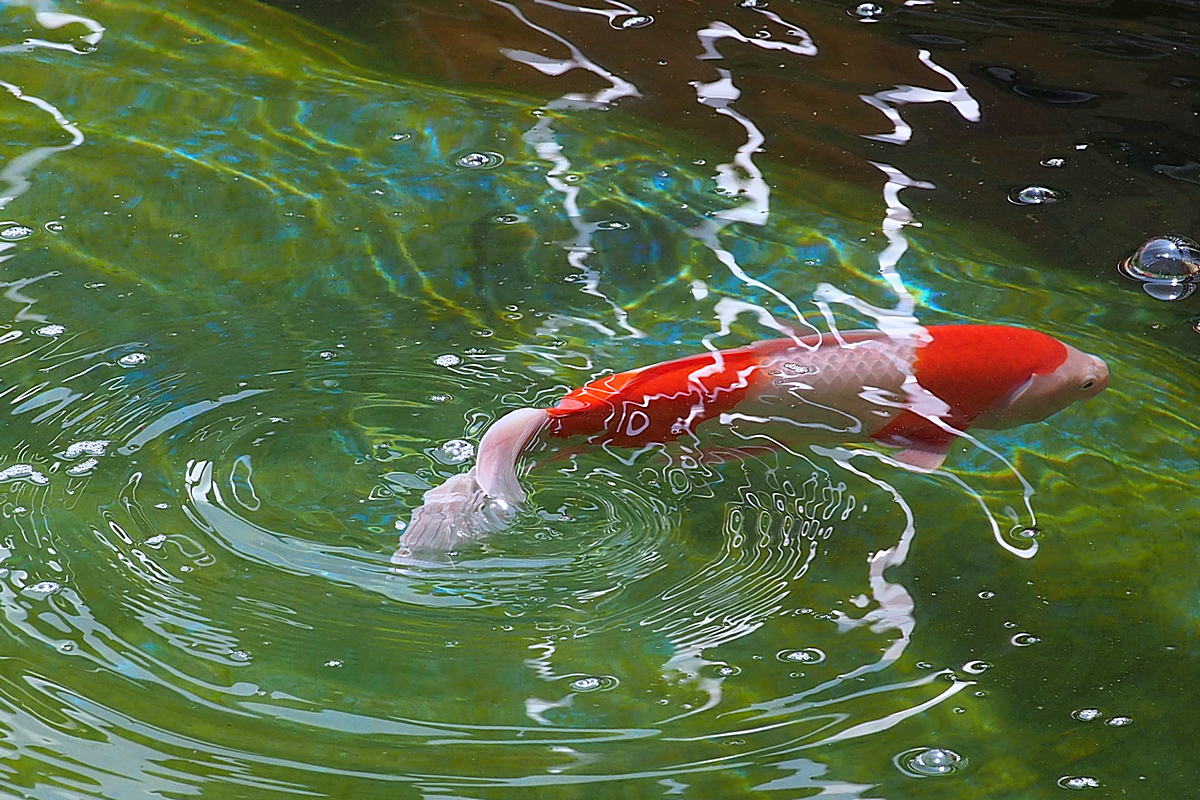 P5010766-8-12-.jpg