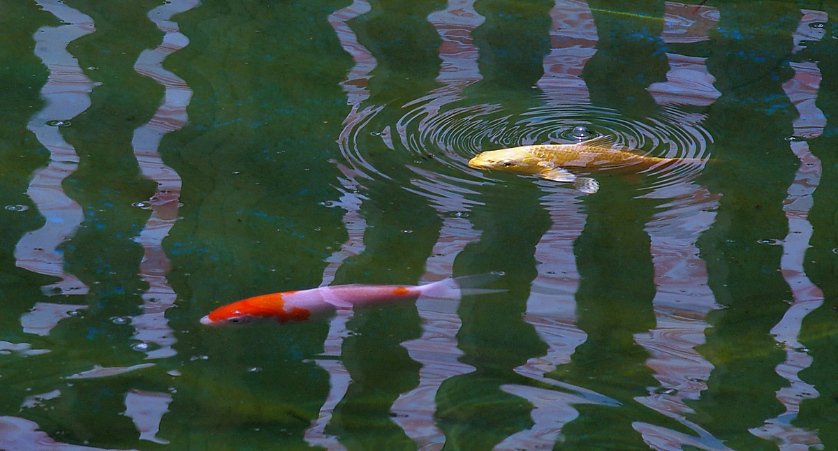 P5010625-8-12-.jpg