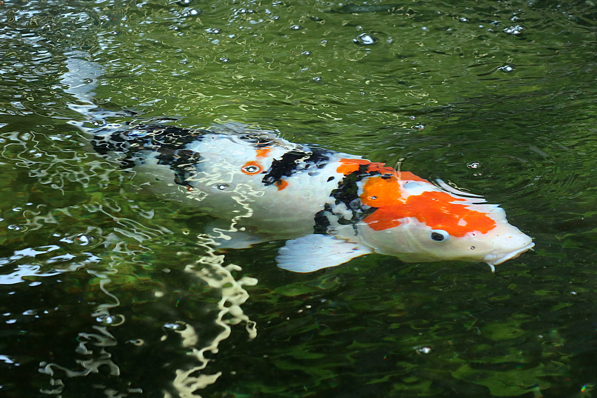 IMG_1216-8-10-.jpg