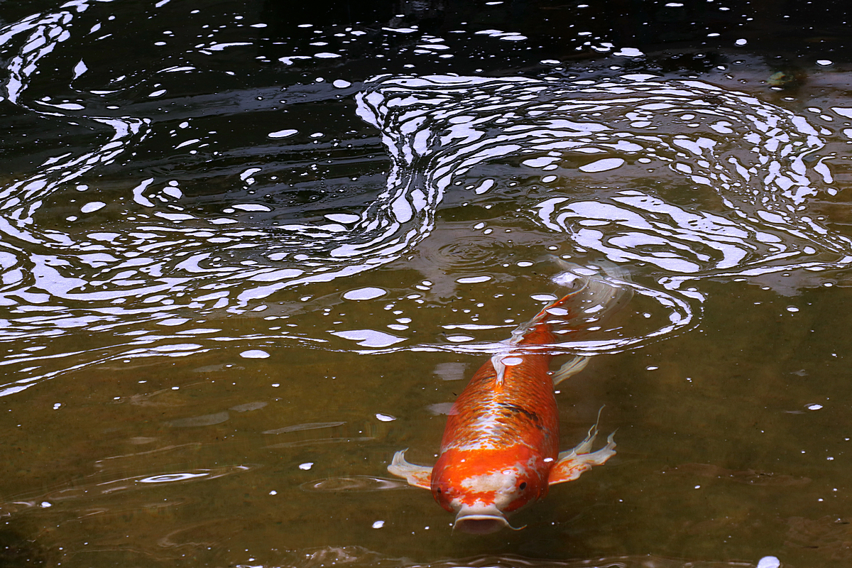 IMG_1651-8-12-aaaccckkk.jpg