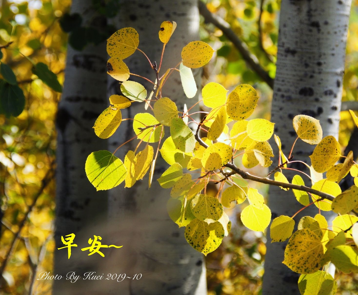 林於貴早安作品20191019.jpg