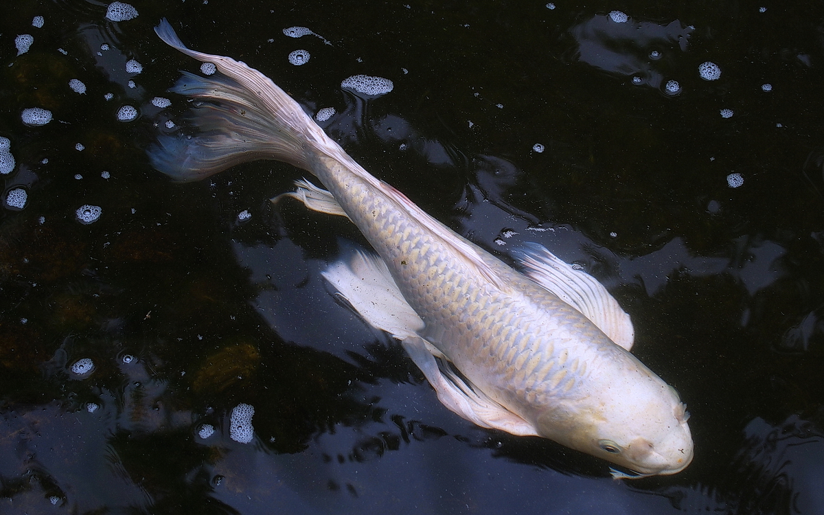 PA280225-8-12-.JPG