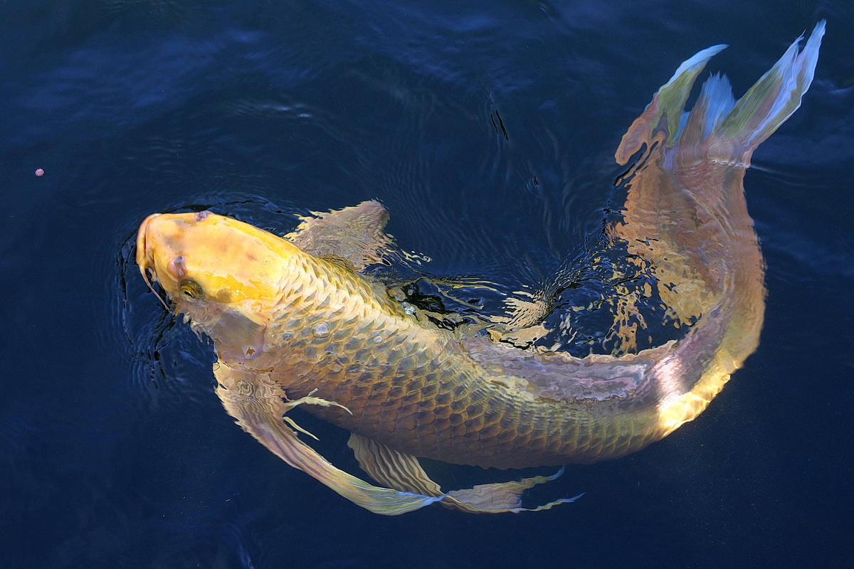 PB100283-8-12-.JPG