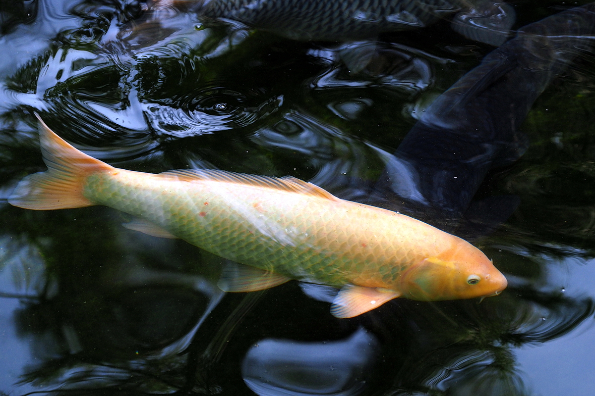 PB100422-8-12-.JPG
