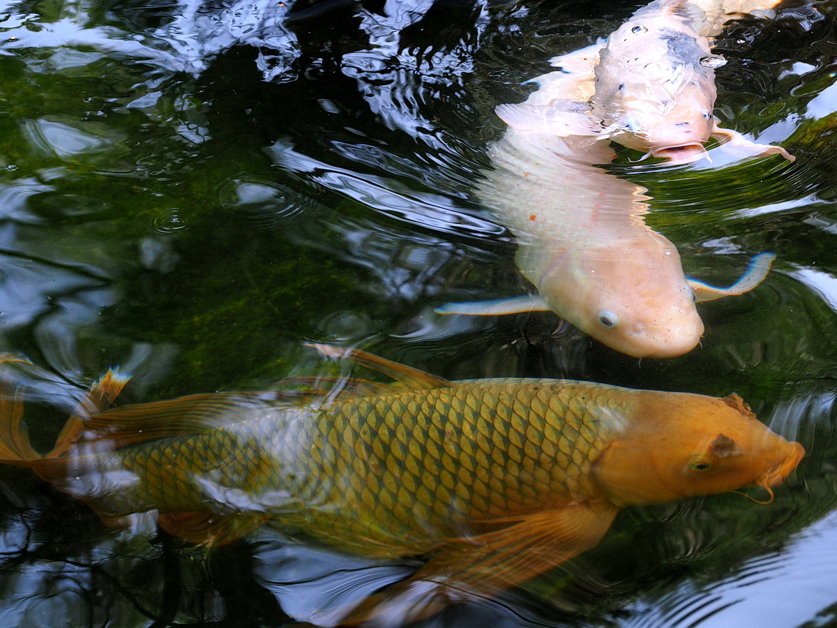 PB100427-4-3-.JPG