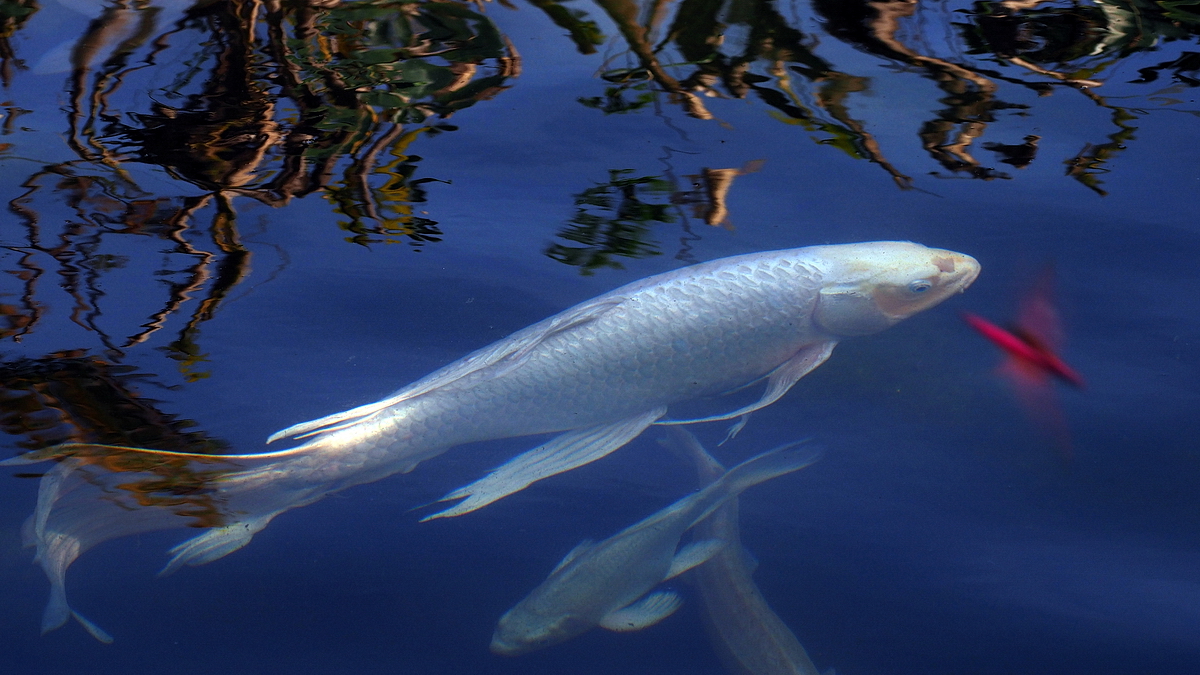 PB100460-16-9-.JPG