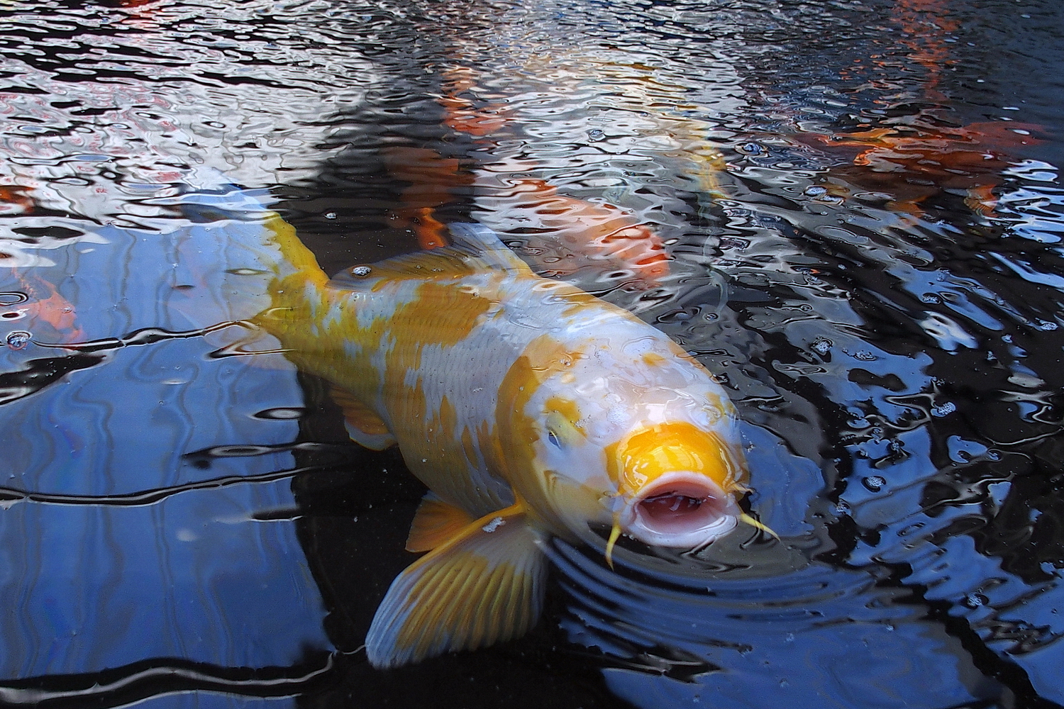 PB121677-8-12-.JPG