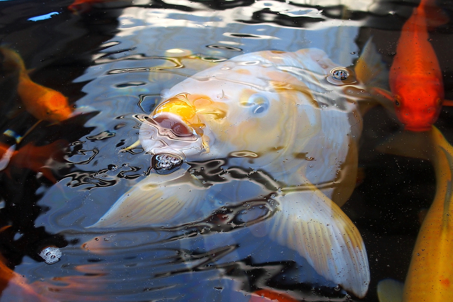 PB121322-8-12-.JPG