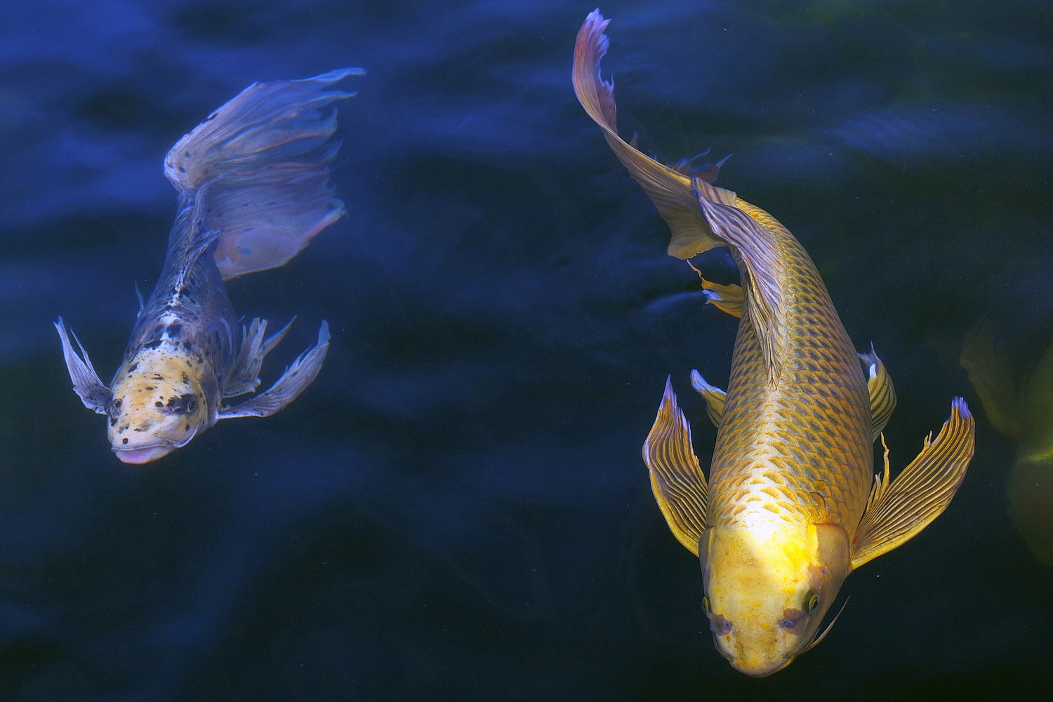 PB100734-8-12-.JPG