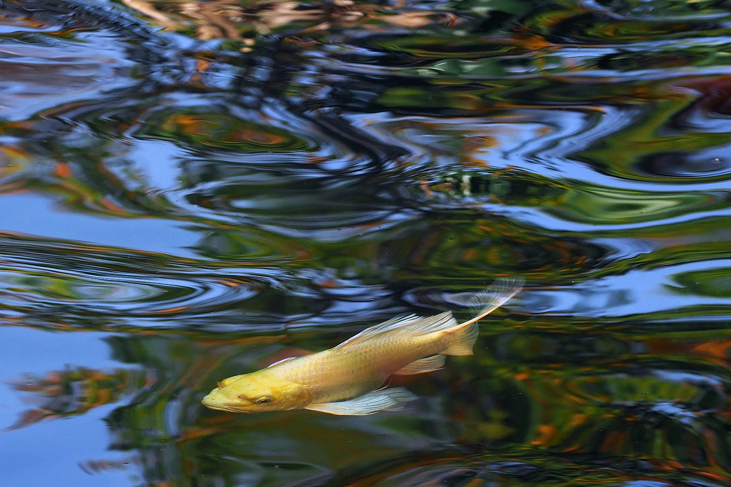 PB101042-8-12-.JPG