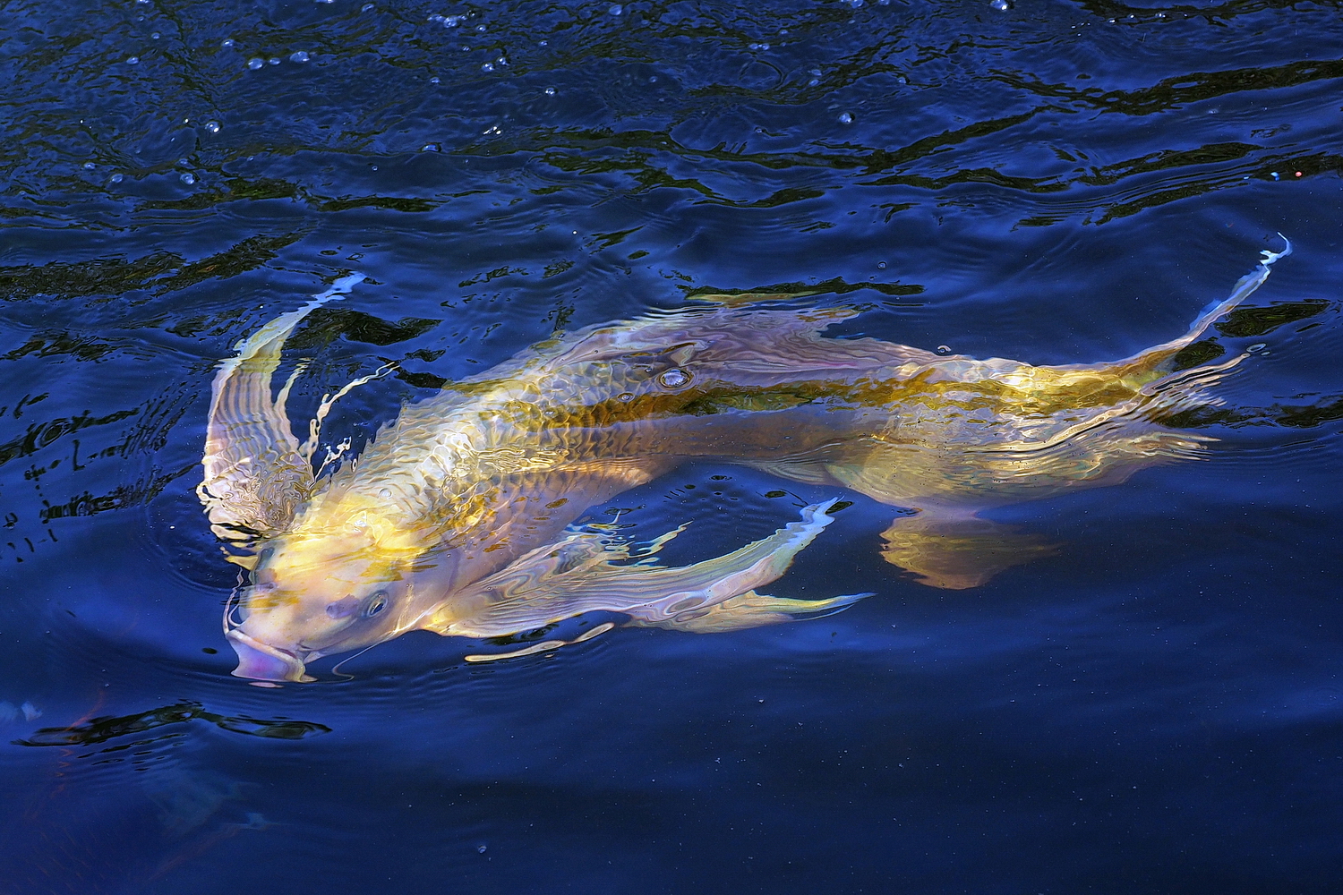 PB100865-8-12-.JPG