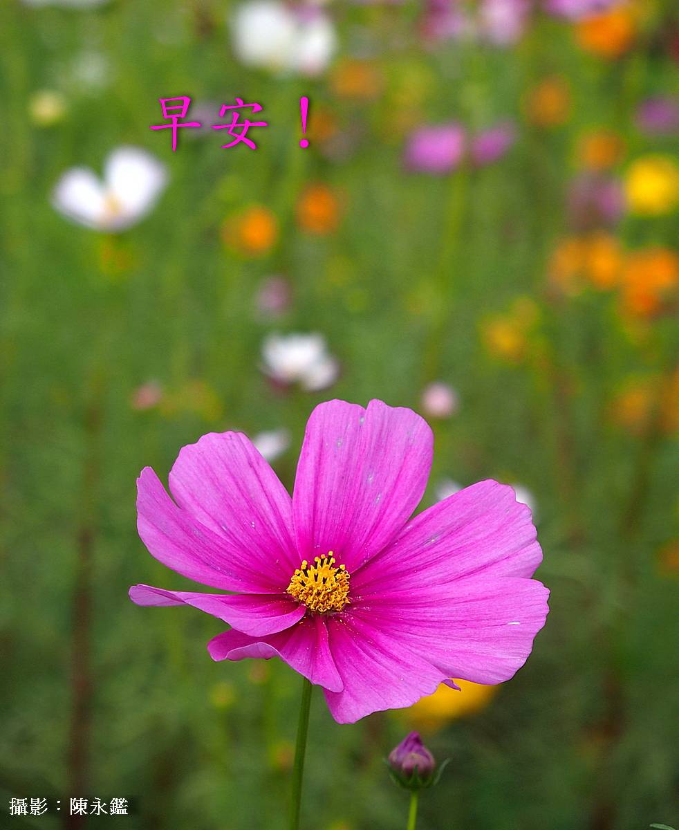 陳永鑑早安作品20191209.jpg
