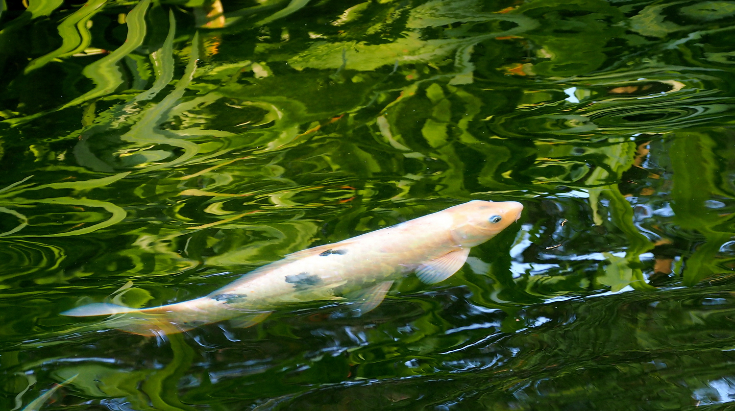 PB101662-16-9-.JPG