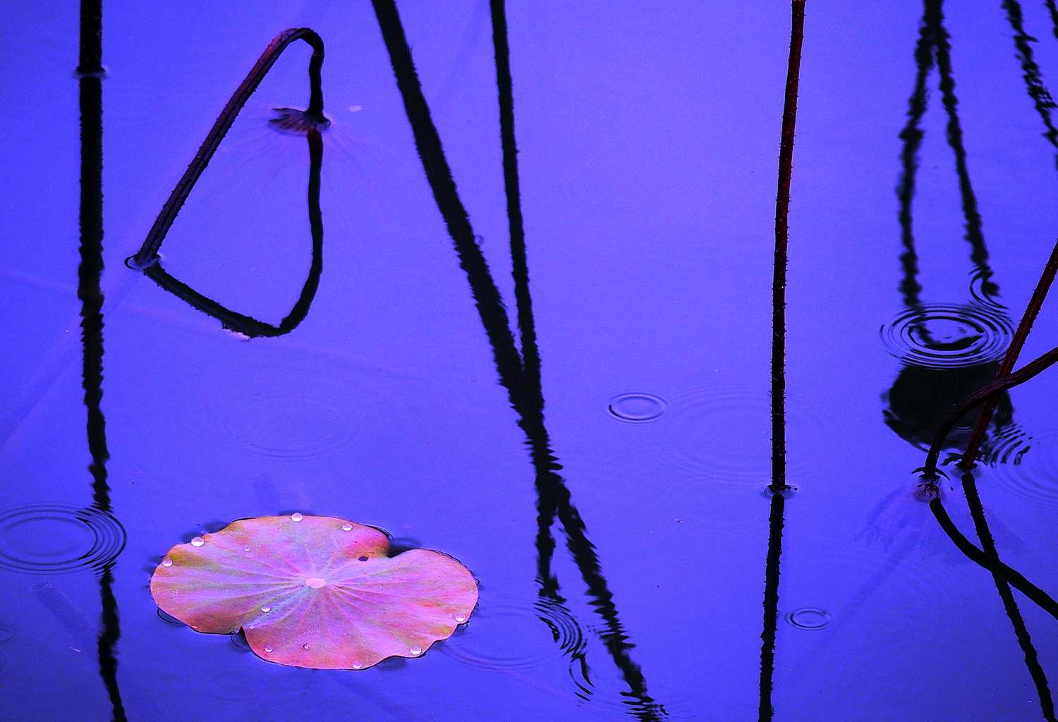 P1120019-8-12-.JPG