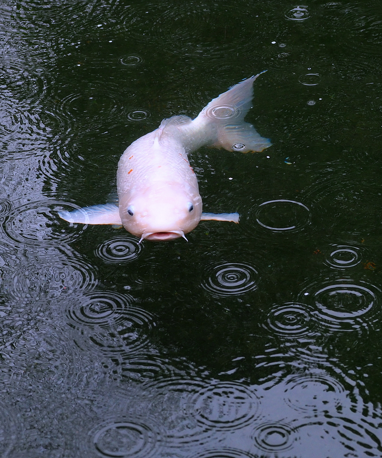 陳永鑑老師趣味作品20200118.jpg