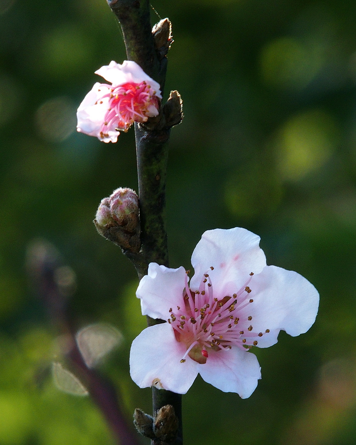 P1310044-8-10-a.JPG