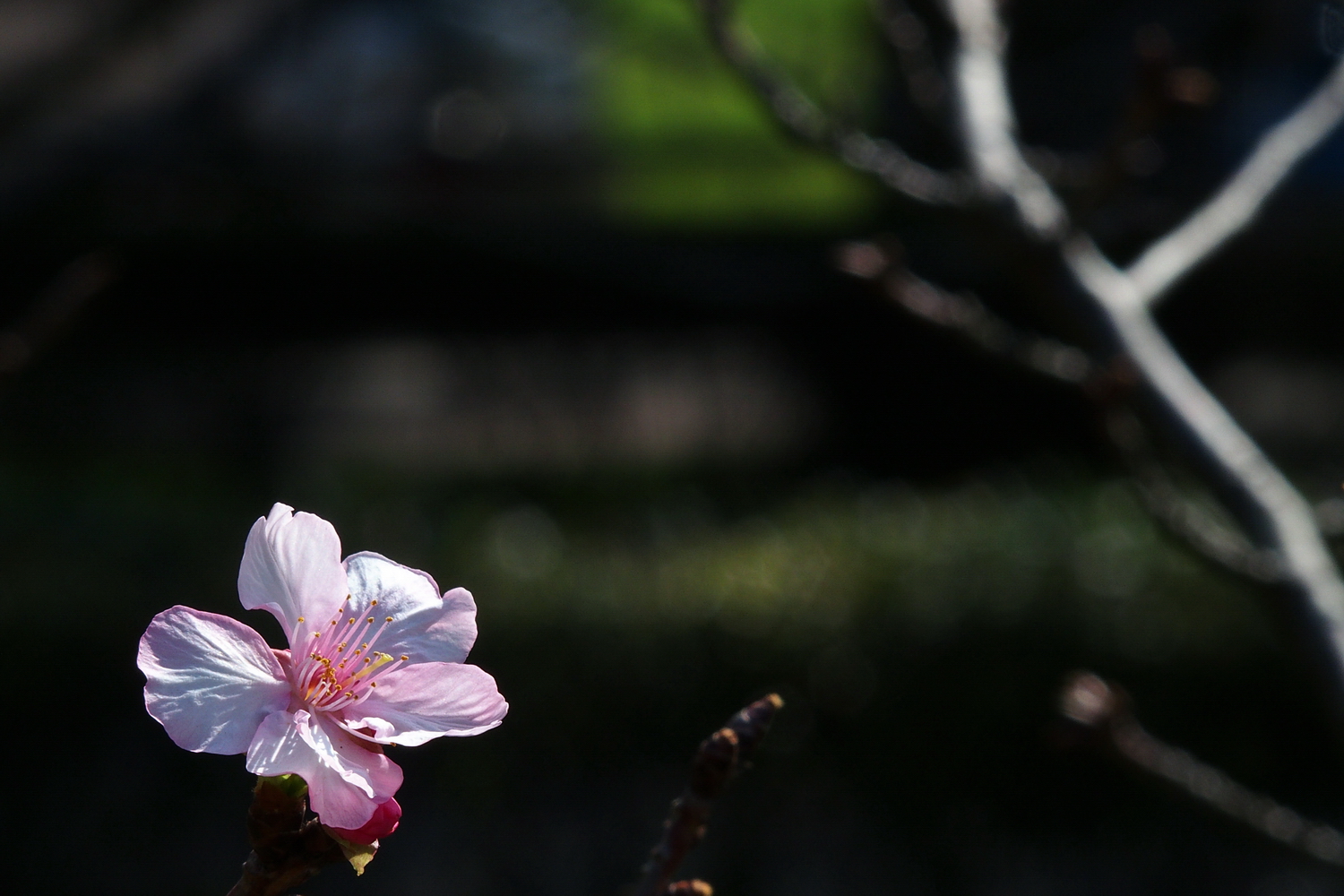 P1100110-8-12-a.JPG
