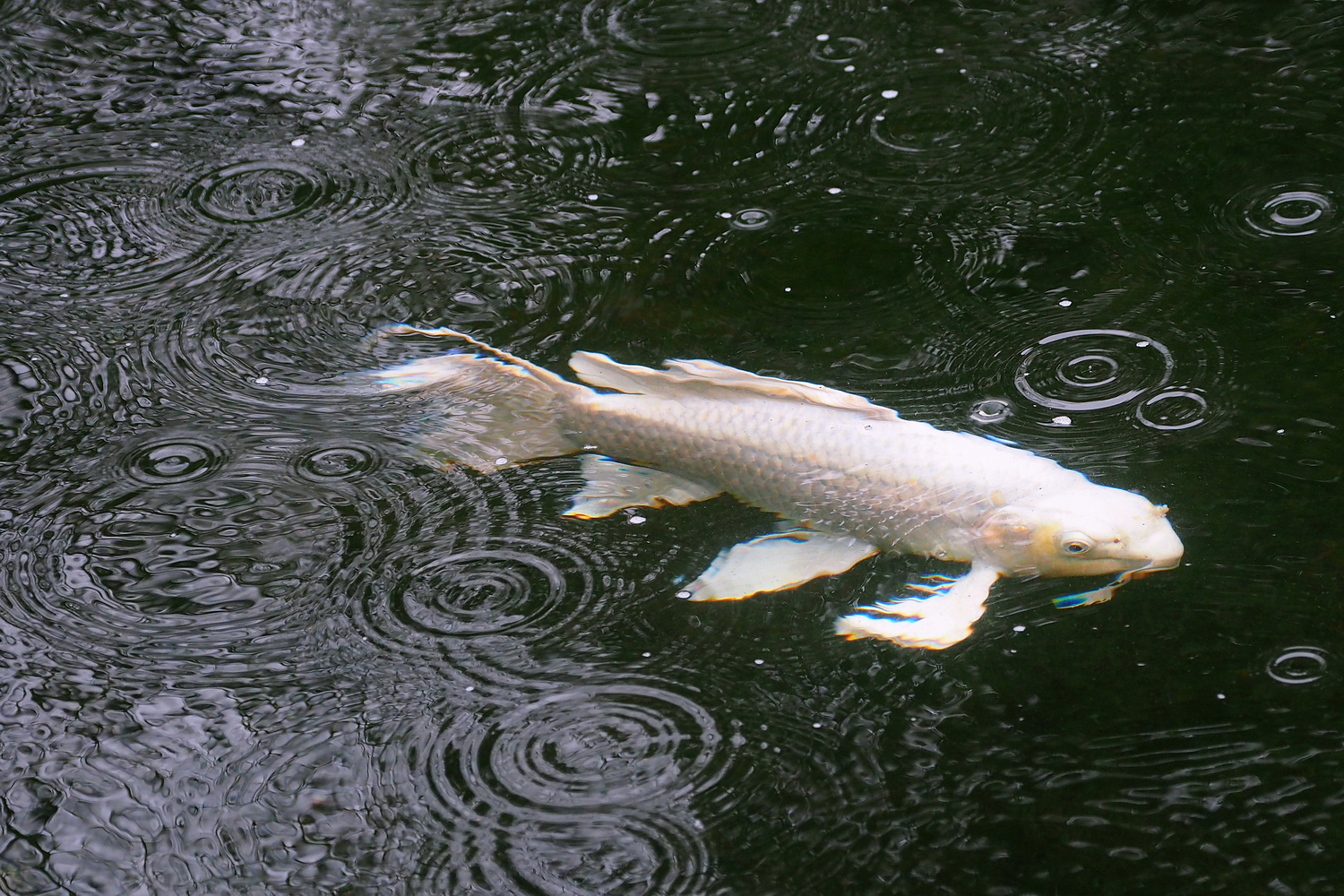 PC302294-8-12-.JPG