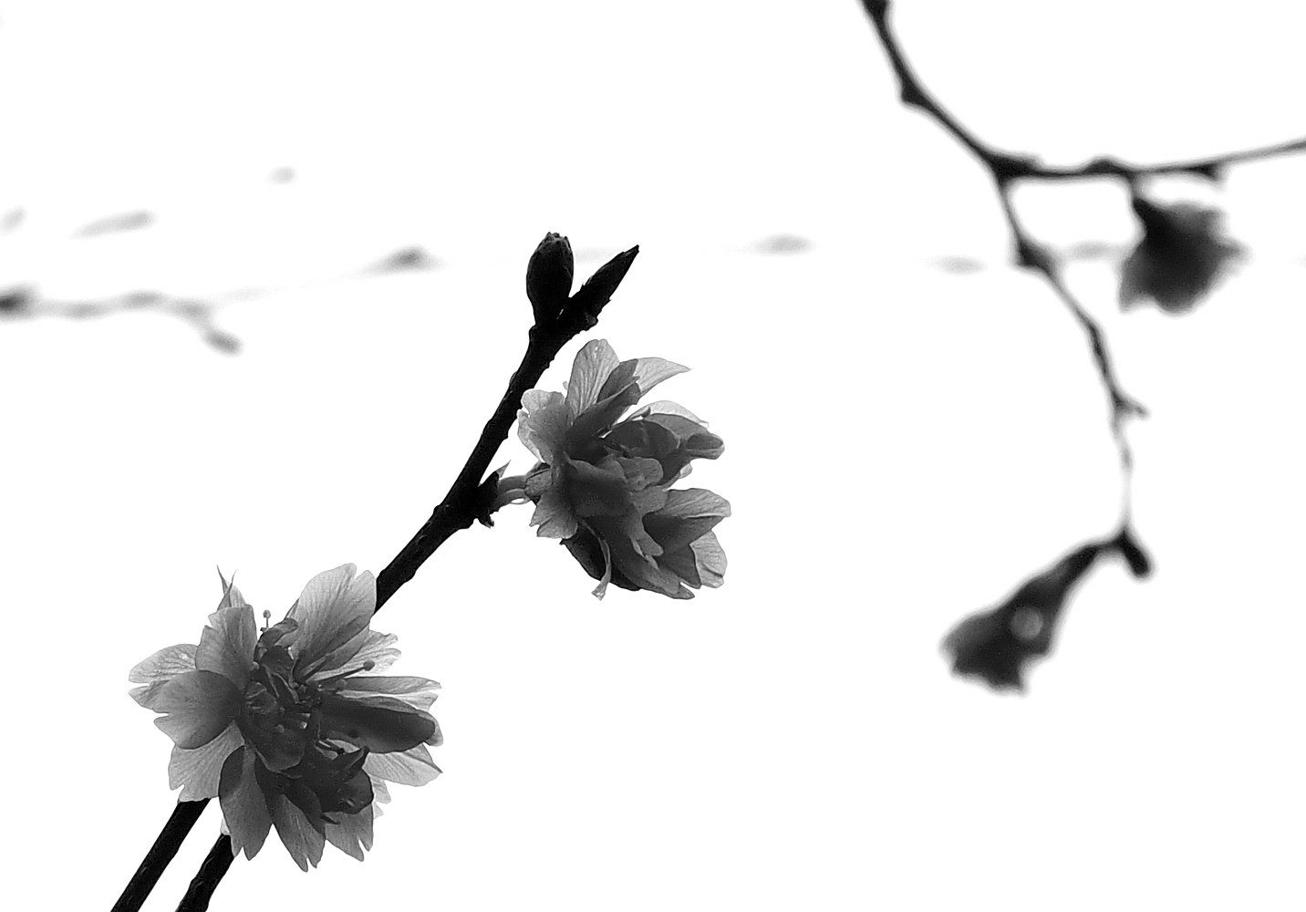 陳永鑑櫻花作品20200217a.jpg