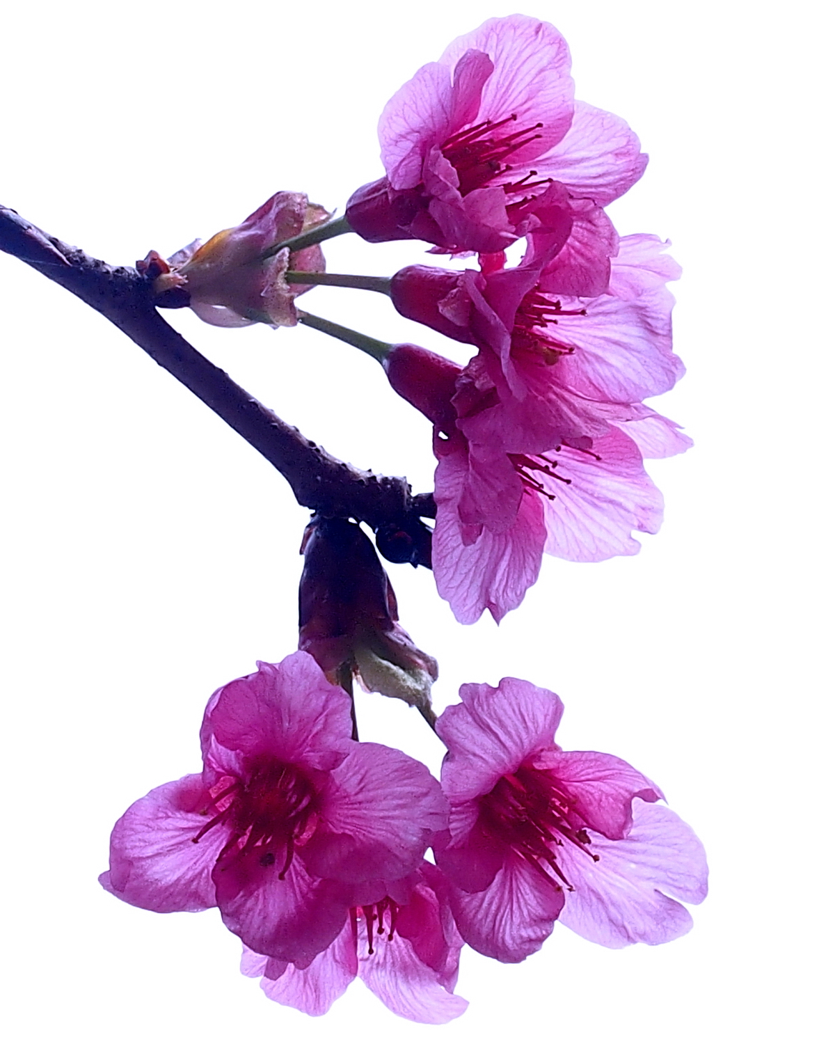 陳永鑑櫻花作品20200227b.jpg