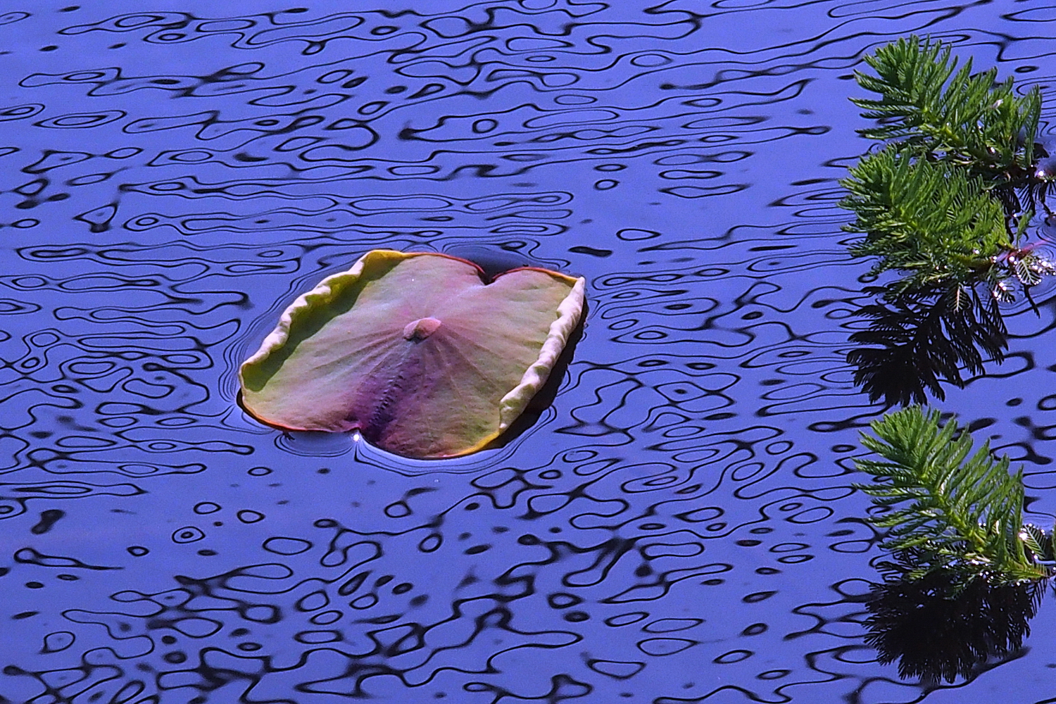 P3030241-8-12-aaak.JPG