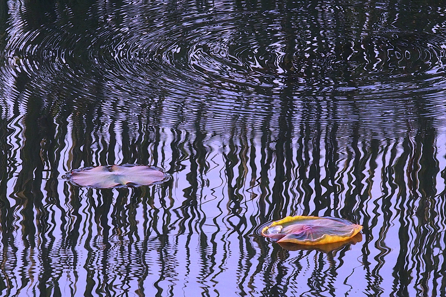 P3030754-8-12-aaak.JPG