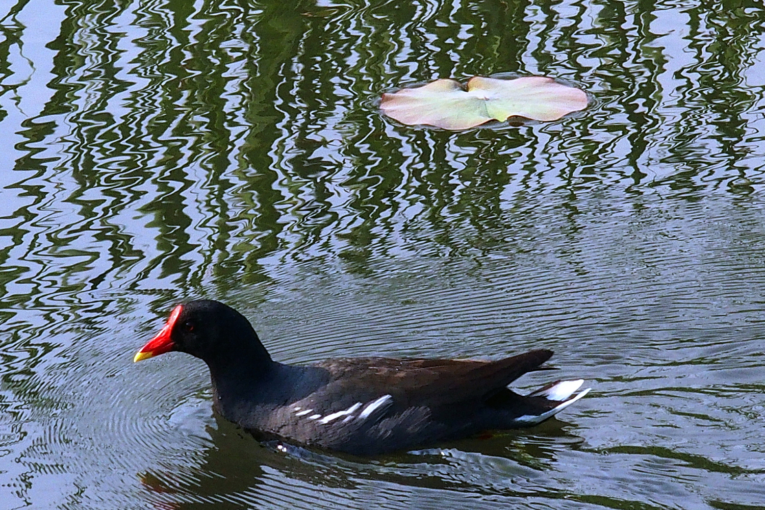 P3030115-8-12-.JPG
