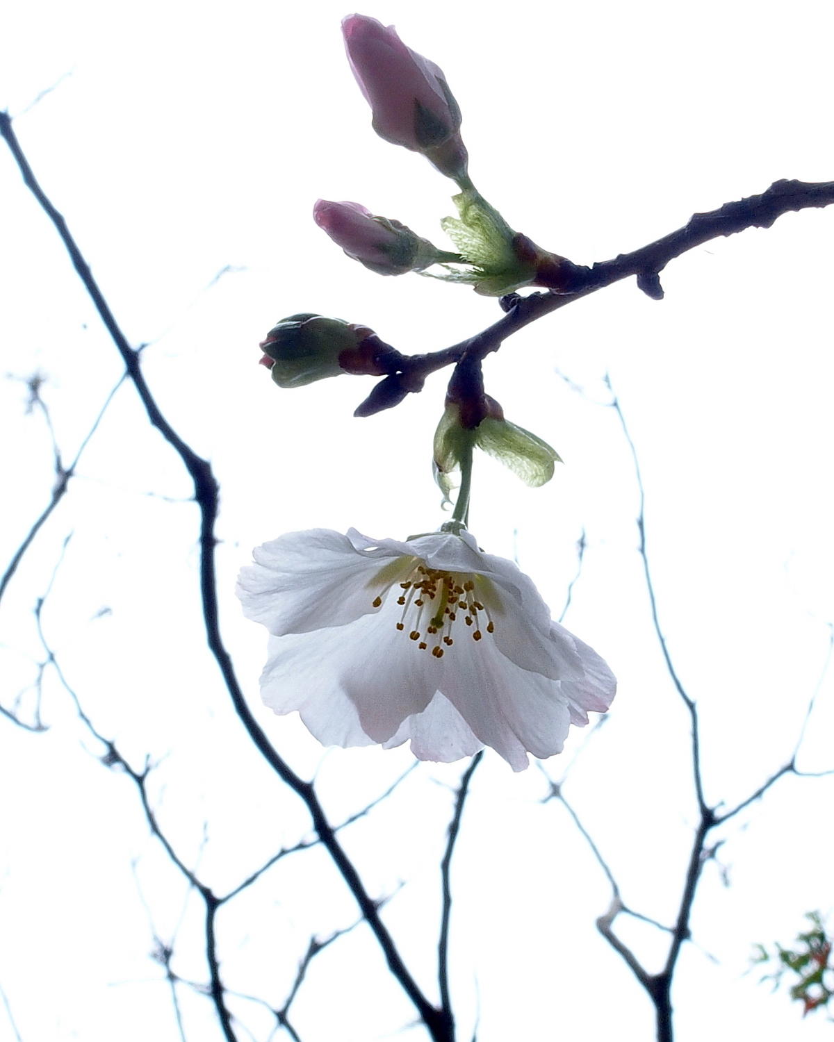 陳永鑑櫻花作品20200306b.jpg