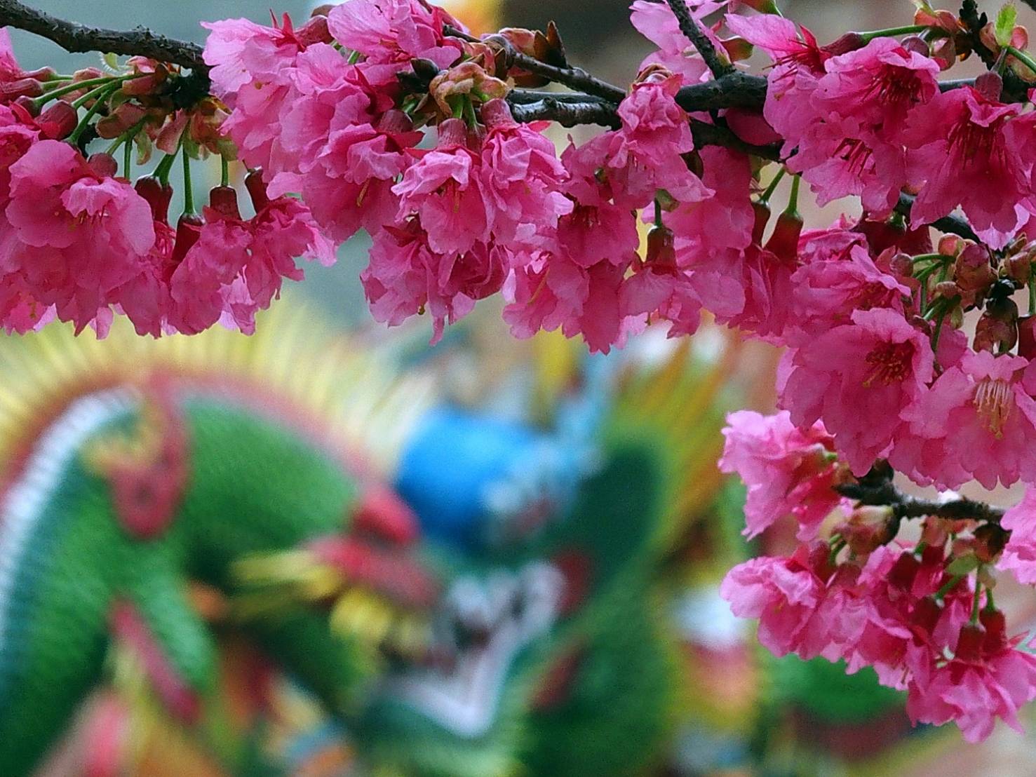 陳永鑑櫻花作品20200307a.jpg