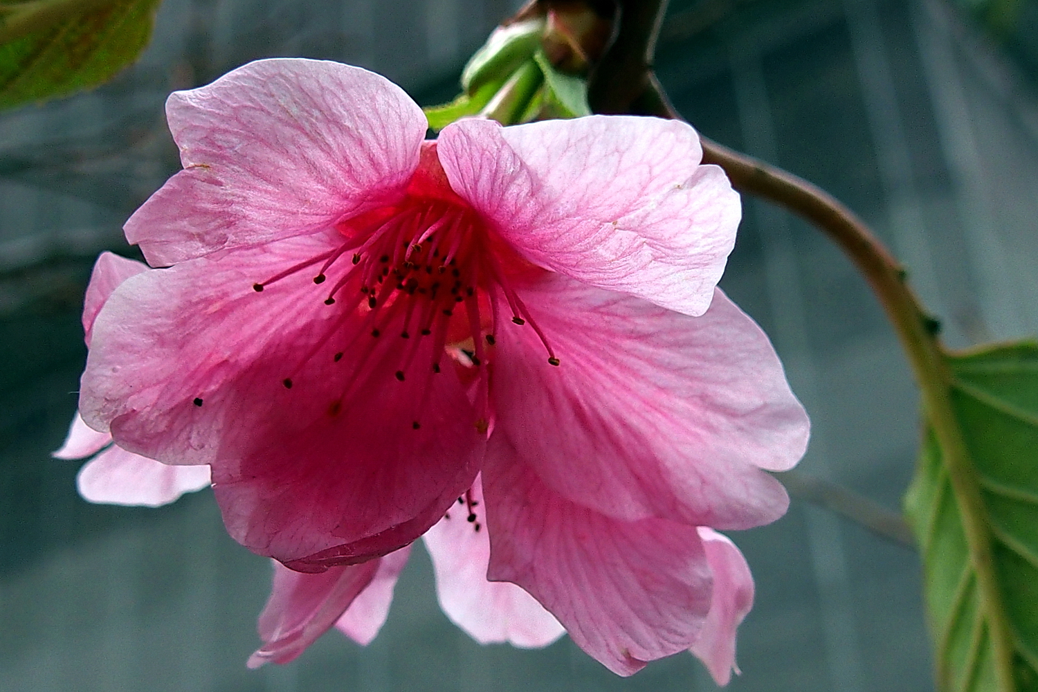 陳永鑑櫻花作品20200310m.jpg