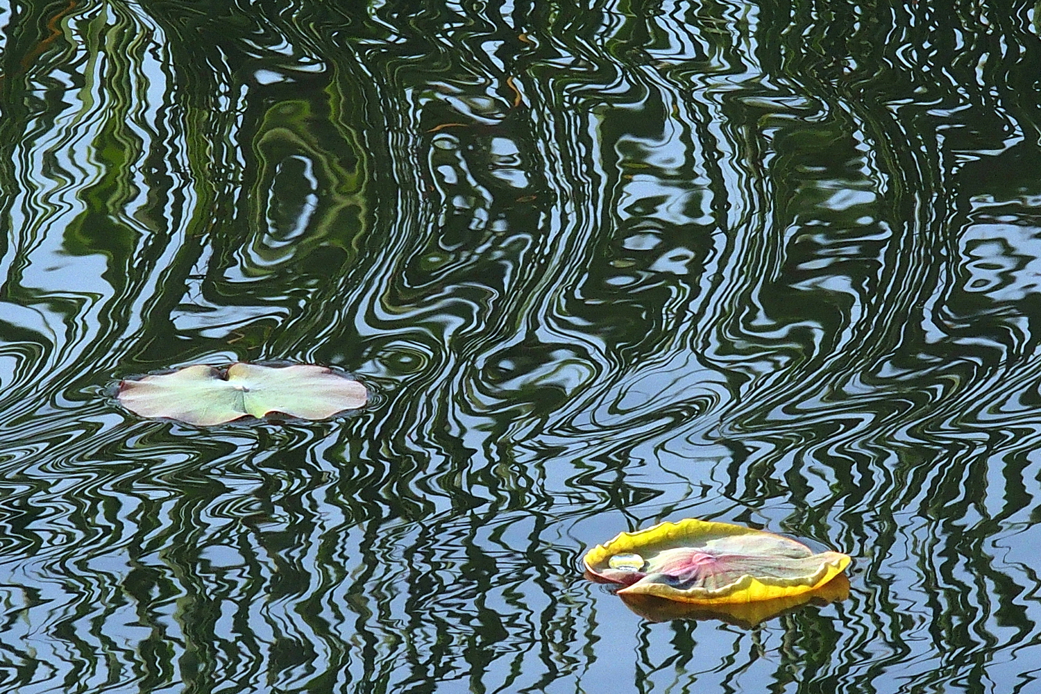 P3030307-8-12-aaa.JPG