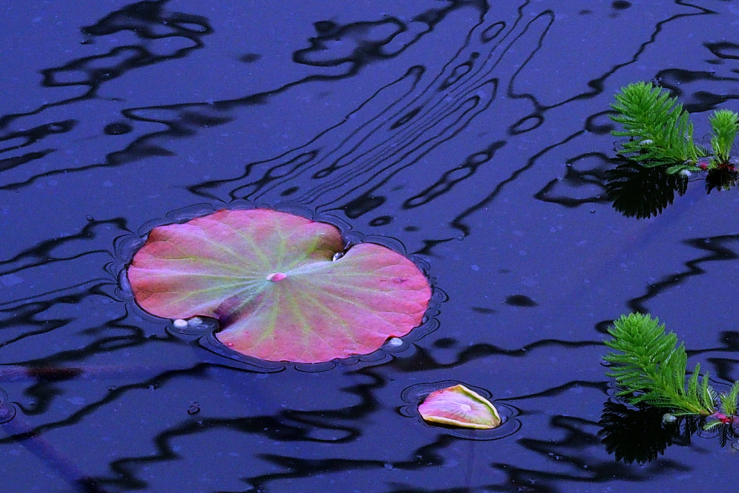 P3080280-8-12-.JPG