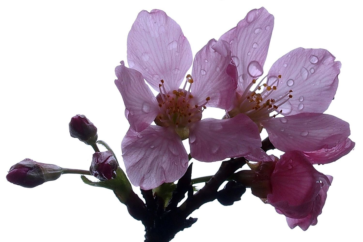 陳永鑑老師櫻花作品20200313g.jpg