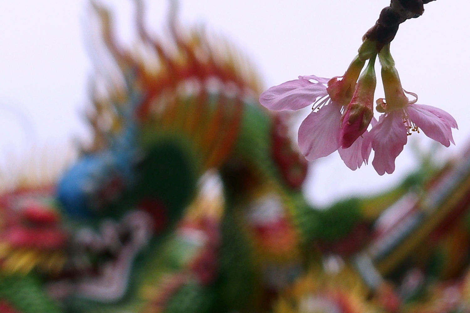 陳永鑑櫻花作品20200319a.jpg
