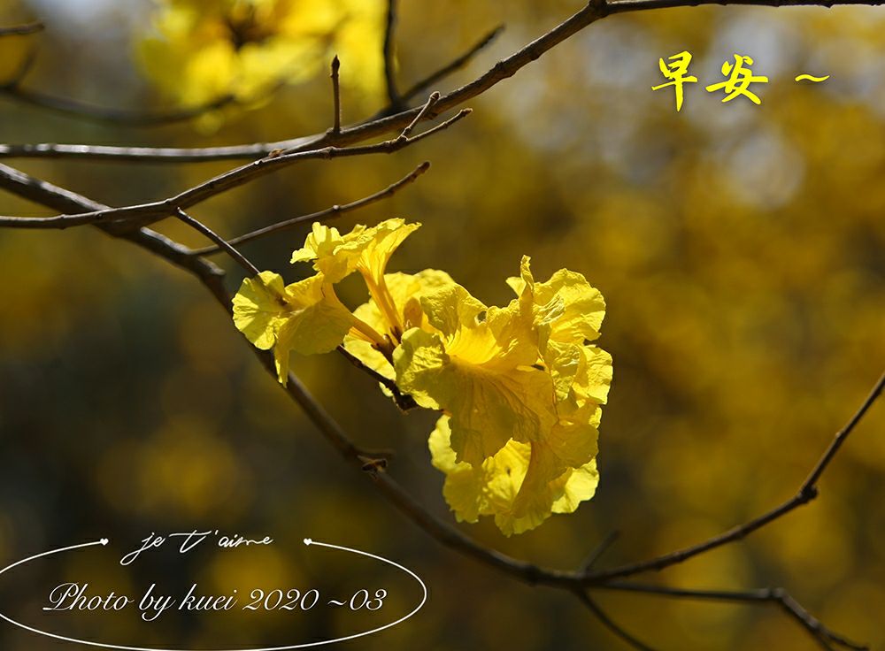 林於貴早安作品20200319.jpg