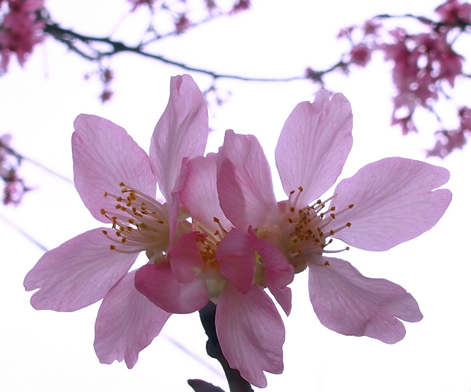 陳永鑑櫻花作品20200331e.jpg