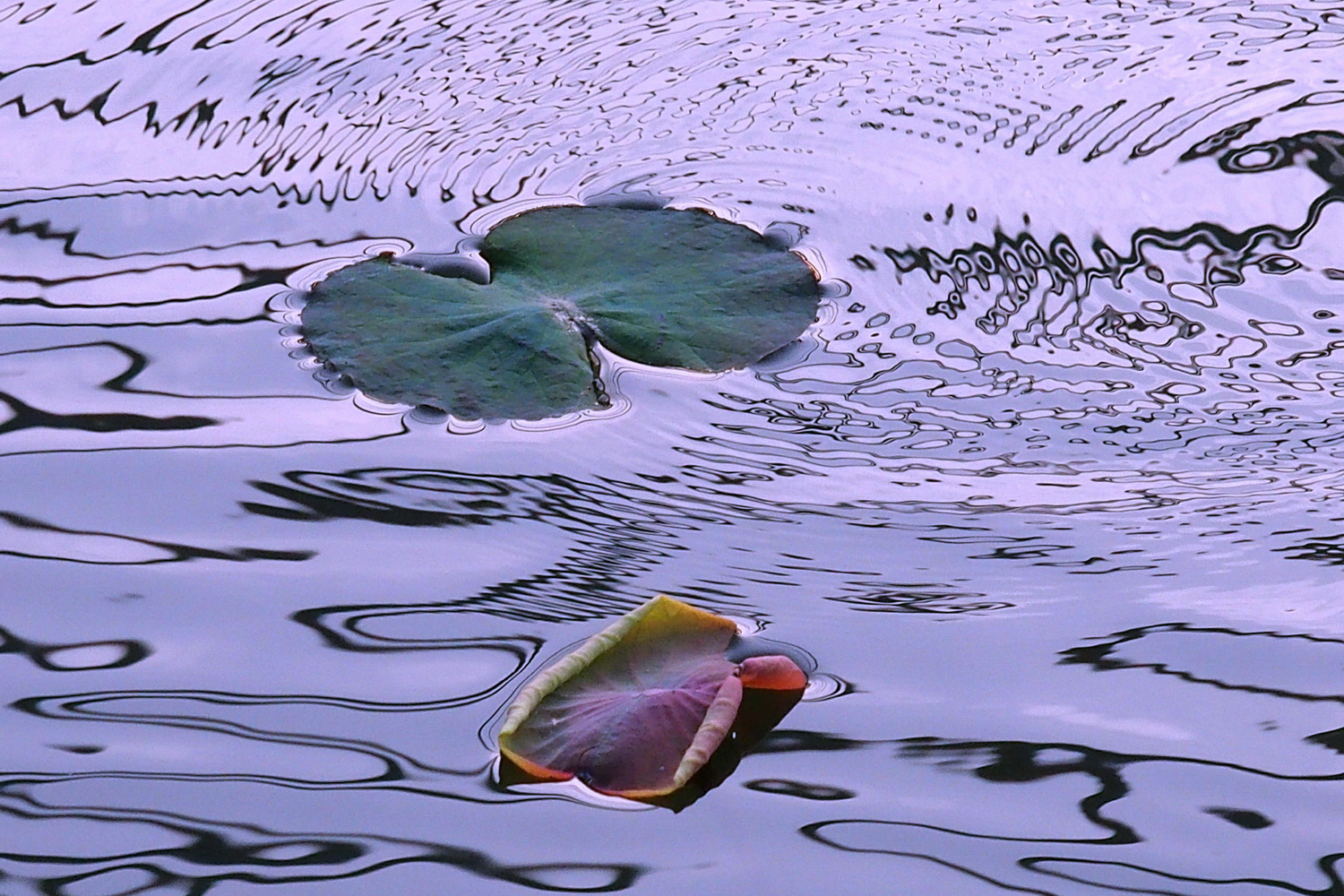 P3030856-8-12-.JPG