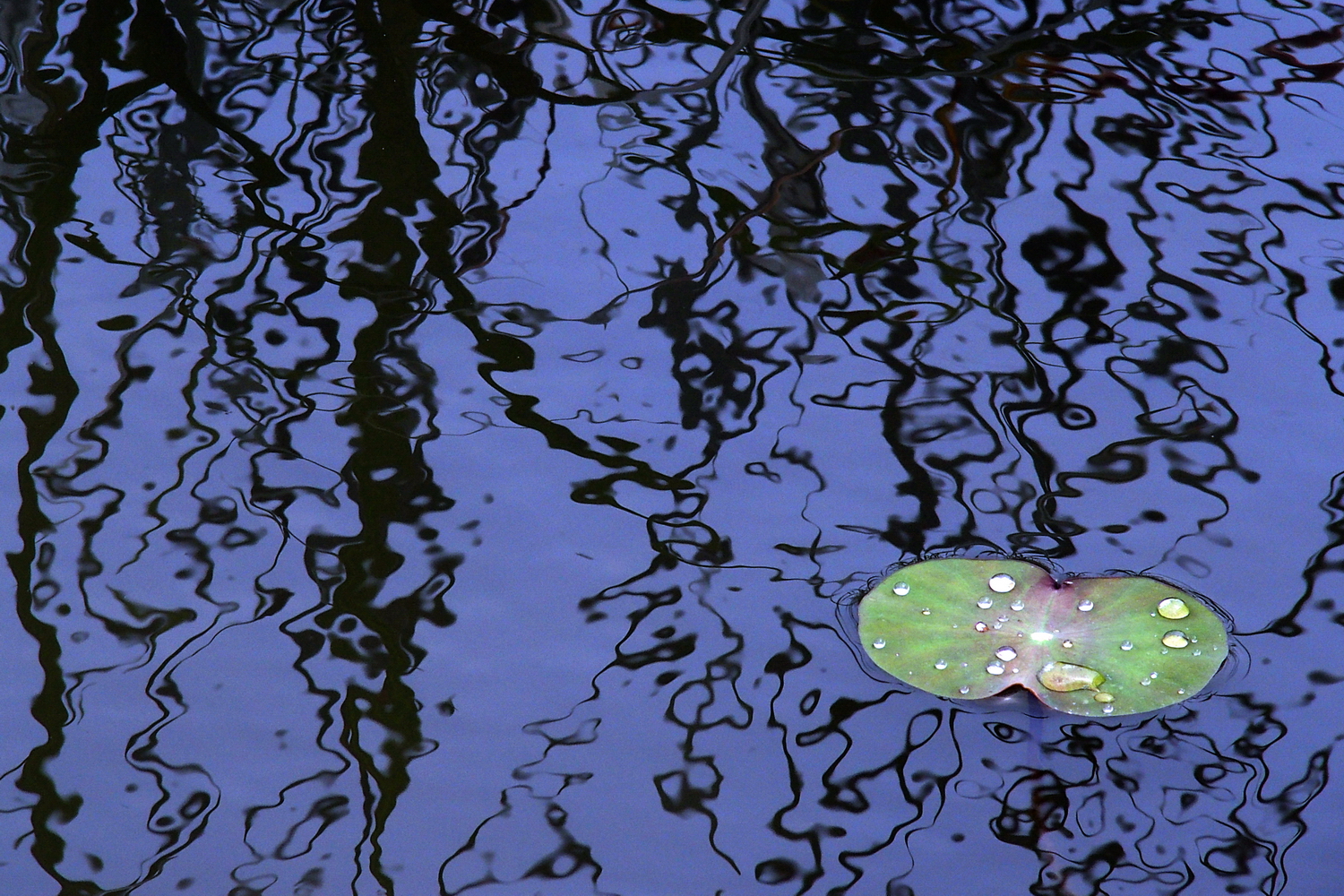 P4030140-8-12-a.JPG