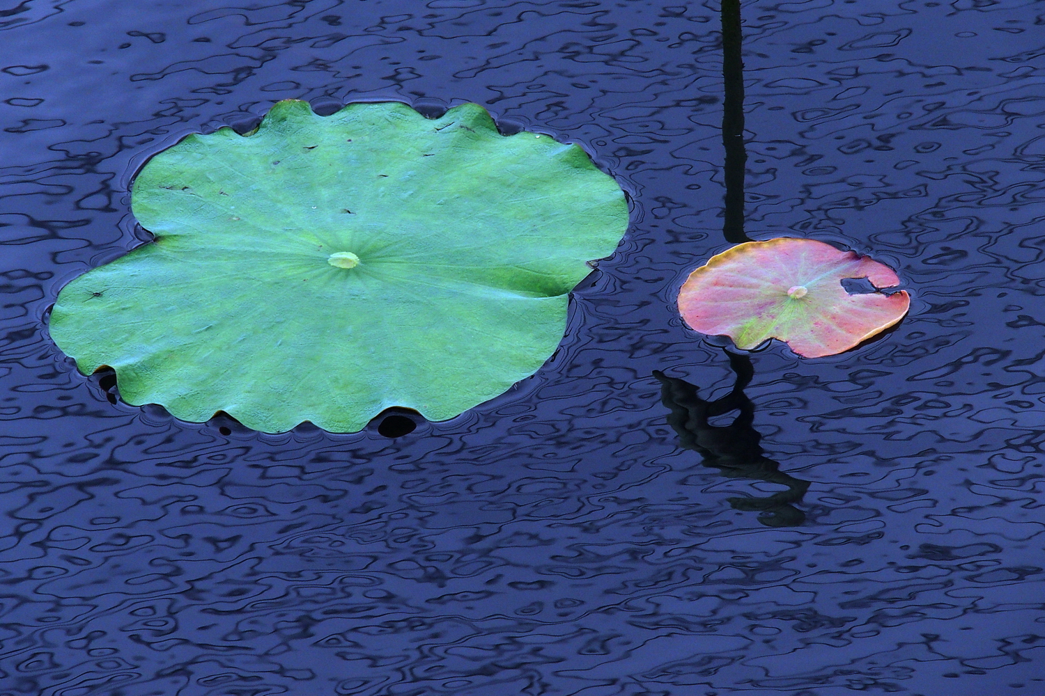 P4010096-8-12-.JPG