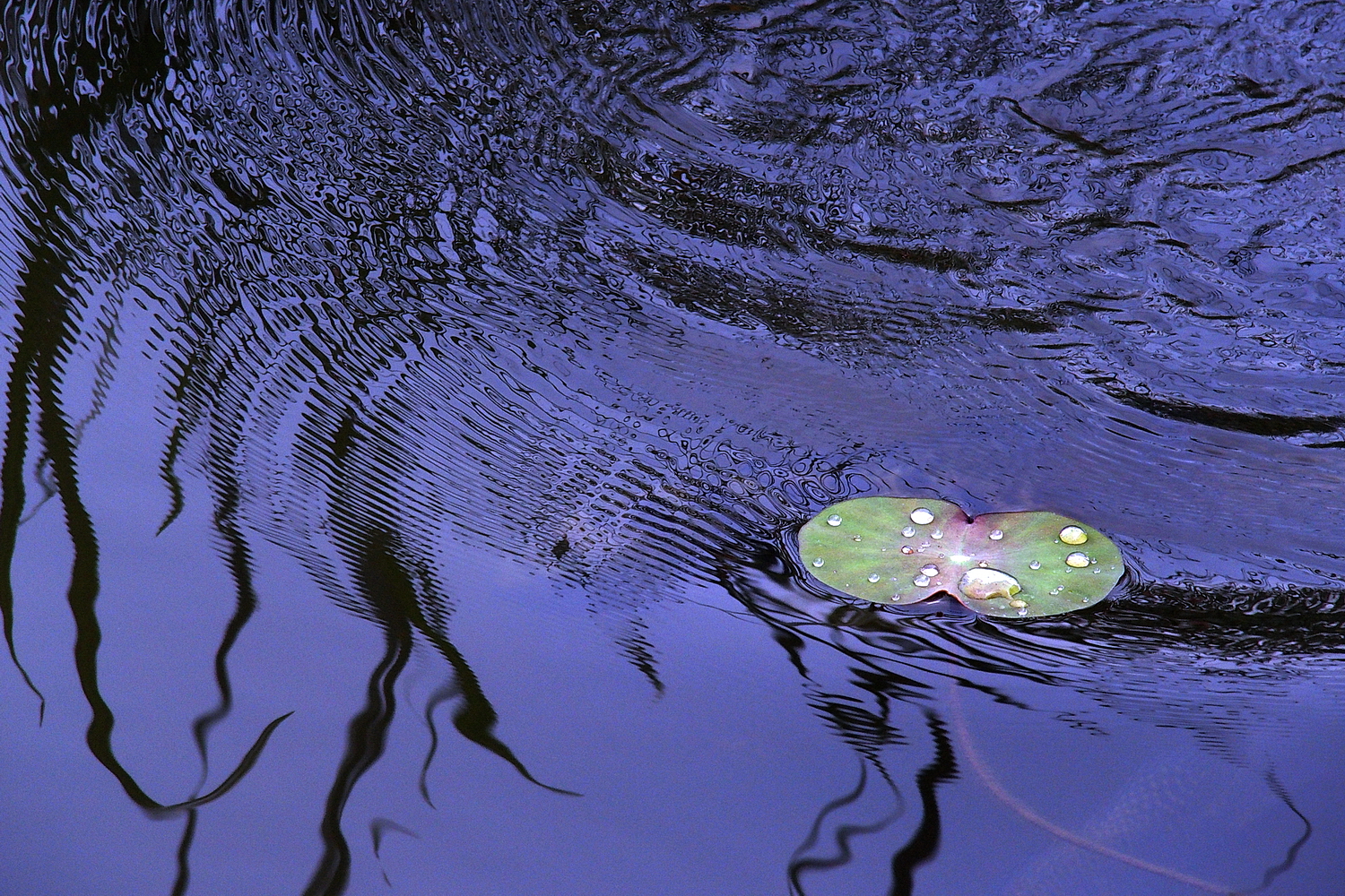 P4030134-8-12-.JPG