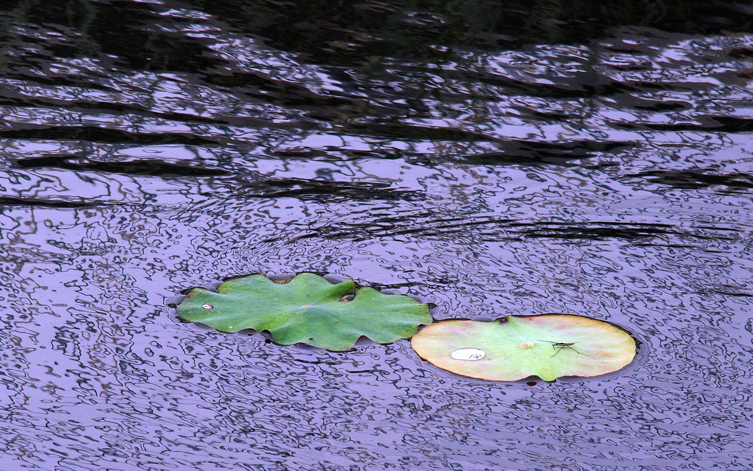 P4010135-16-10-aaa.JPG