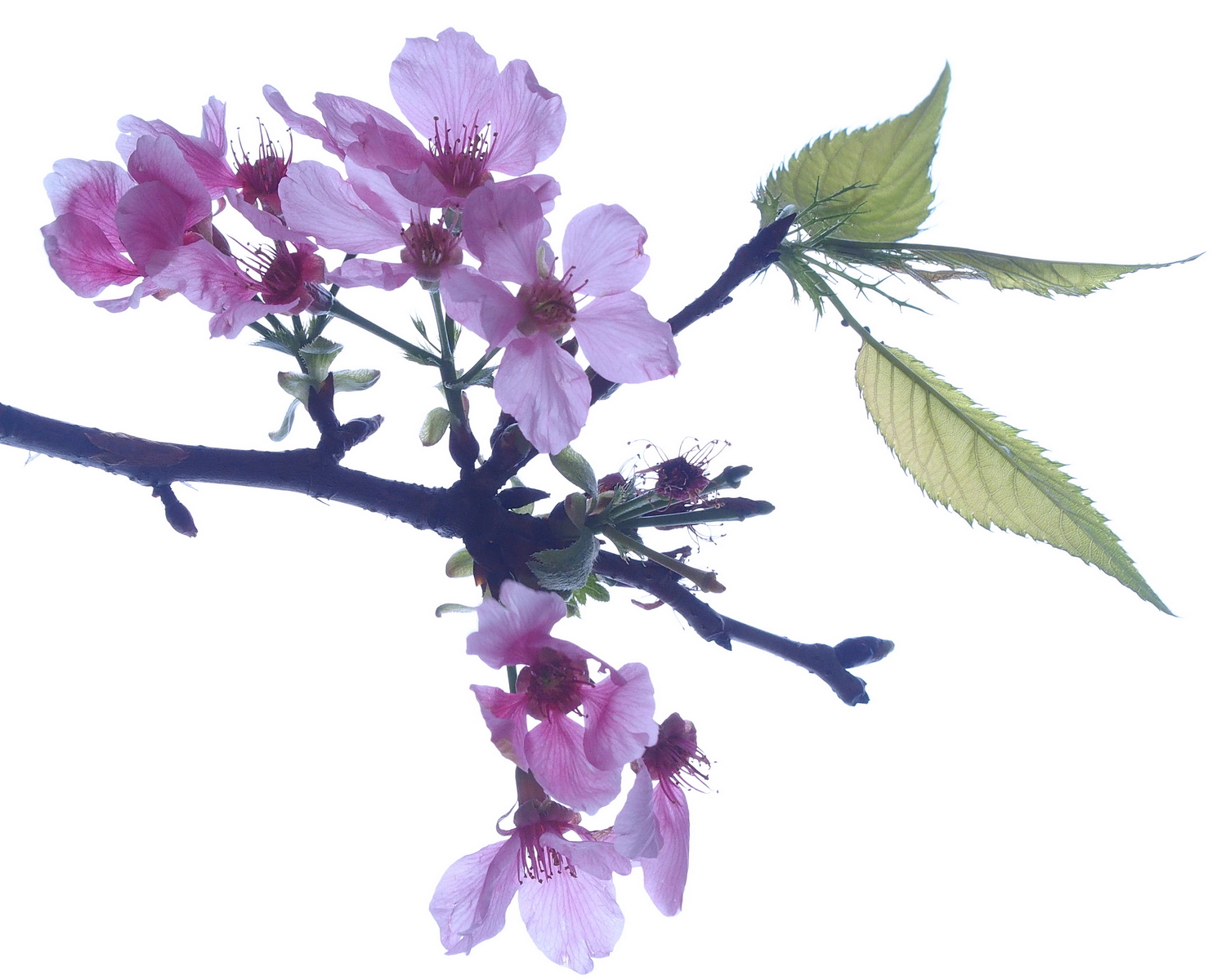 陳永鑑櫻花作品20200408b.jpg