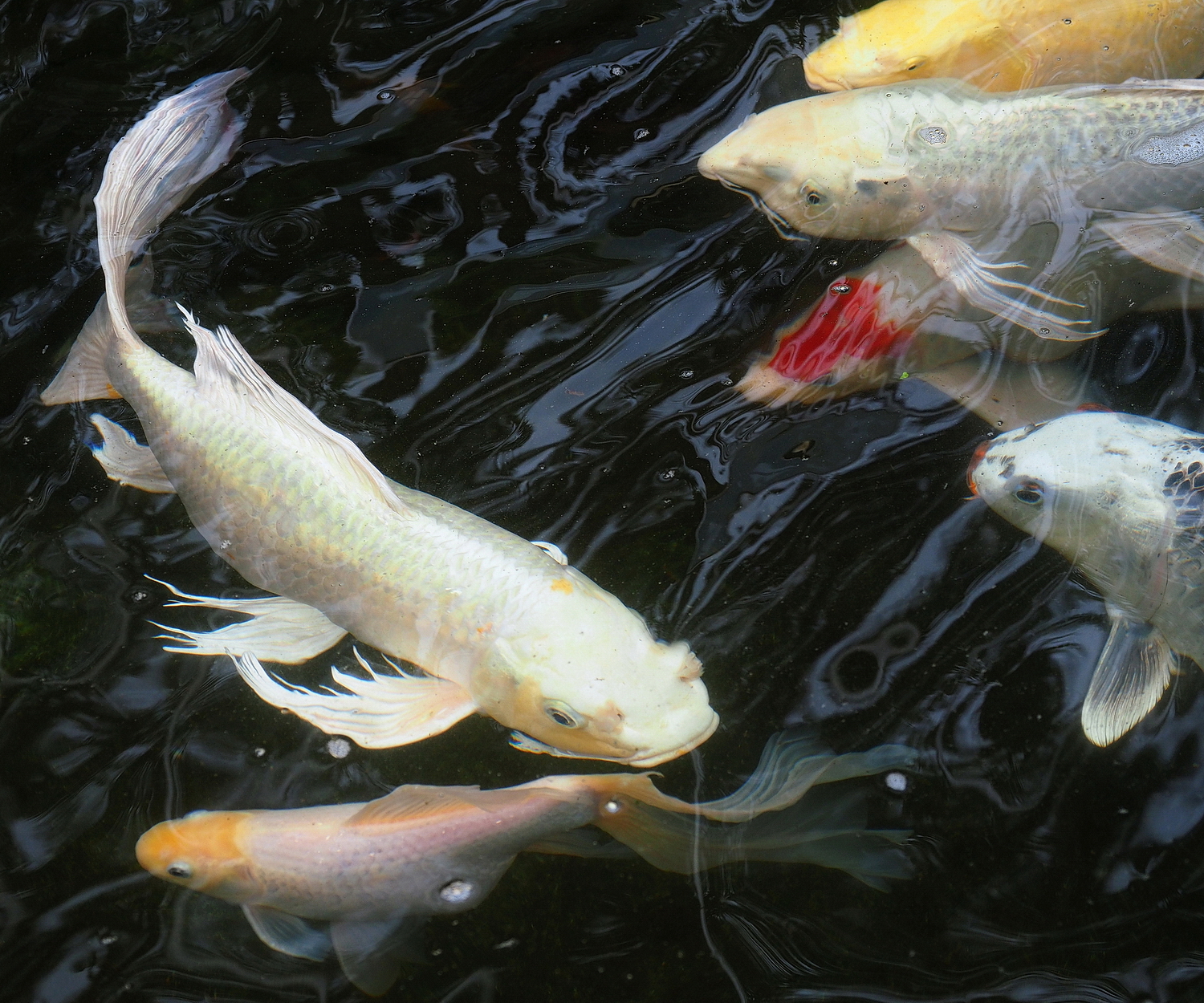 陳永鑑_錦鯉遊緃_20200412f.jpg
